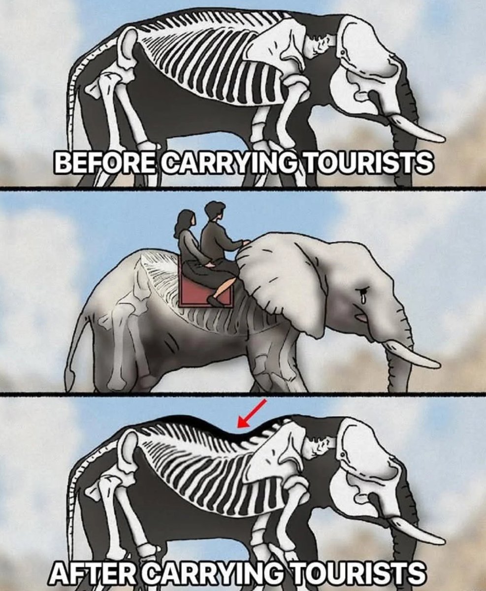 Patel45Nature's tweet image. Elephants&apos; spines are clearly NOT made to carry humans—the weight causes painful &amp;amp; permanent damage 💔🐘
#elephpant #elephants #AnimalLovers #india #viralpost 
@Patel45Nature #niasharma