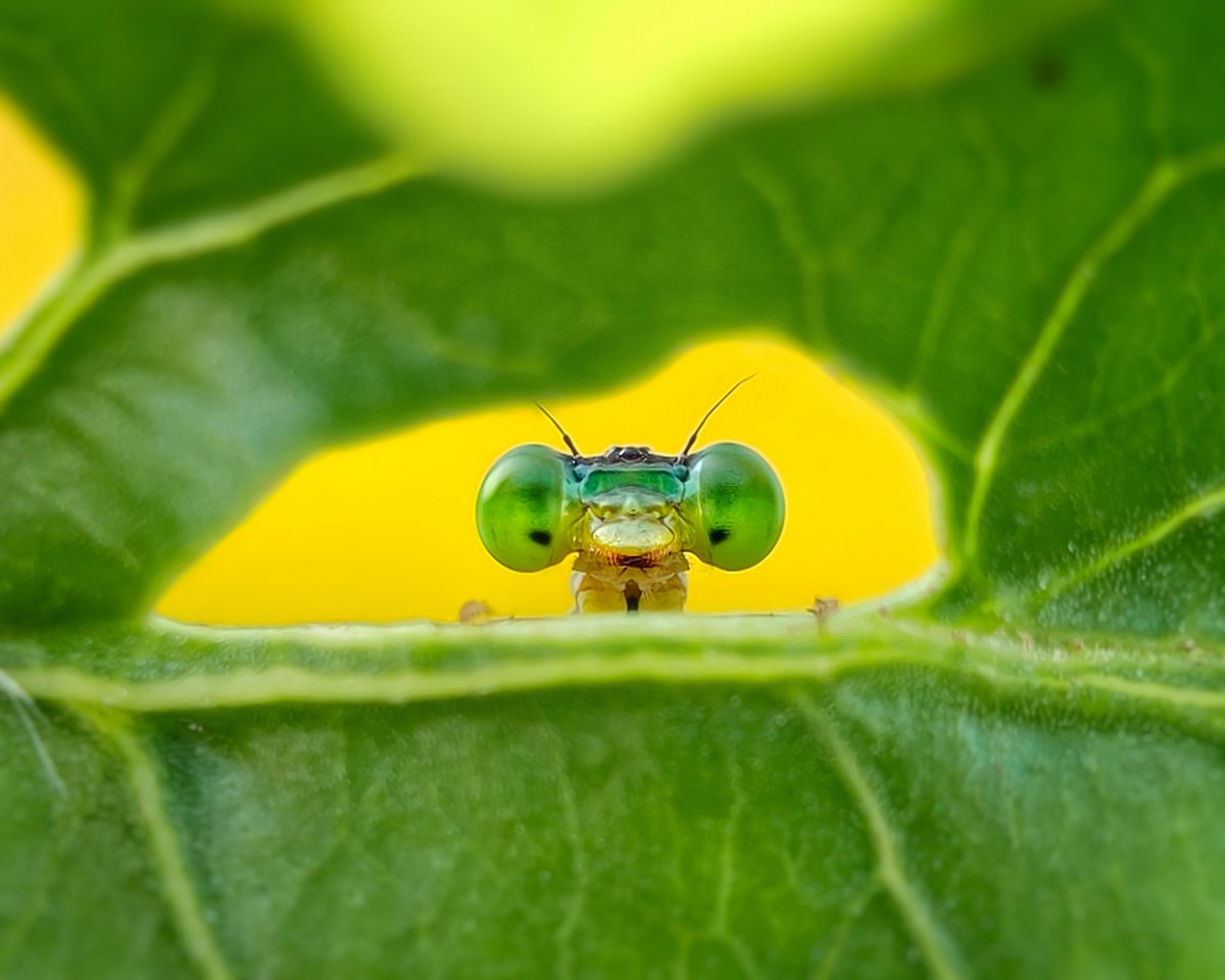 Peeking into the wild 😄💚☘️

This curious little damselfly peeking out from a leaf hole with its vibrant green eyes reflecting the world beyond. 
 
#BBCWildlifePOTD #wildlifephotography #NaturePhotography #IndiAves #macrophotography #NatureBeauty 
#damselfy #nature