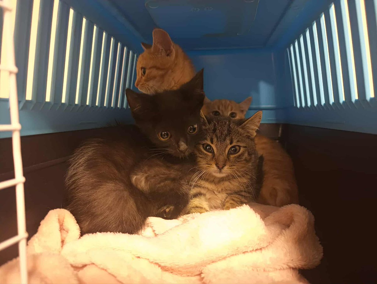 Nie udało się!
Czas minął, a kociaki nie zebrały...
Brakuje 464 zł, zbiórka została przedłuża o jeden dzień, więcej szans nie będzie.

Proszę pomóżcie.
ratujemyzwierzaki.pl/dzikuski-z-trz…