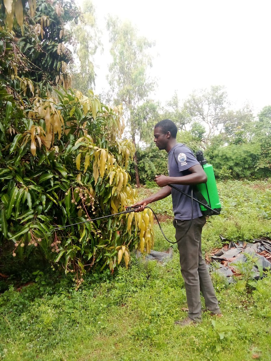 After spending more than 20 years in schooling and sending more than 13 cvs and application letters without winning. This is what  I wake up early in the morning to do at our home farm. 
Peaceful morning. No complains.