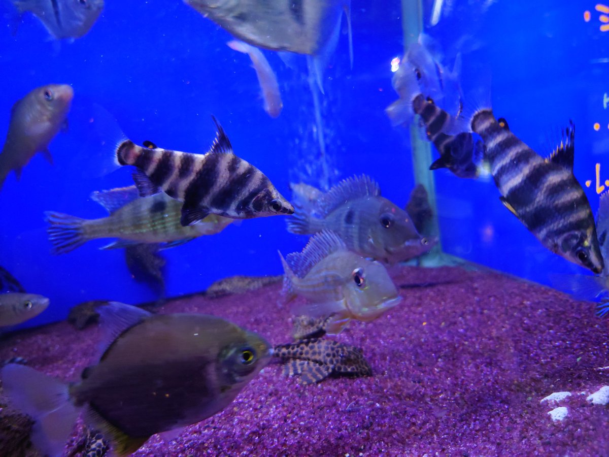 アクアショップしなの on X