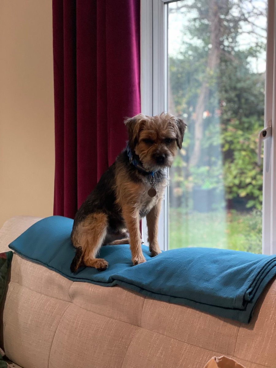 HomesChristineH's tweet image. Pals, we’ve got new curtains ⁦@nextofficial⁩ - don’t you think they set me off to my best advantage? #Houndsome #BTPosse #Benedict ⁦@revdlouisjj⁩