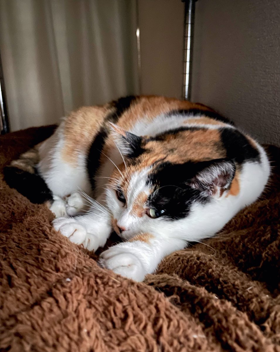 にゃんころもち (@sakura_nyancolo) / Posts / X