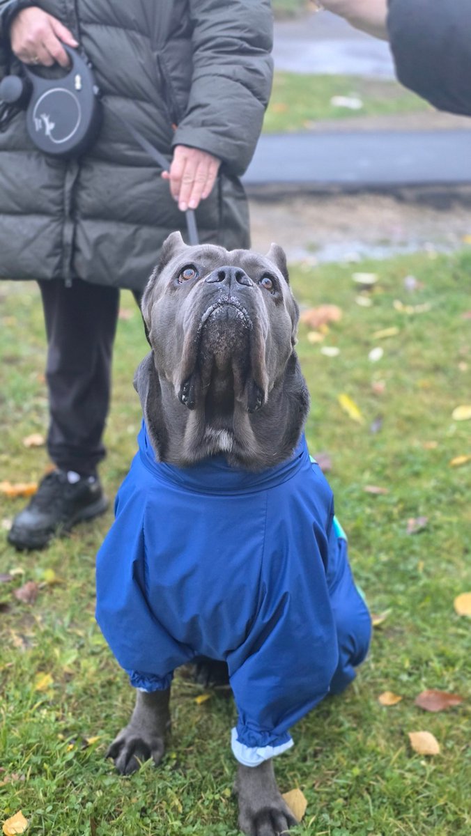 Наш местный красавчик Харди. Какой он огромный!!! 
История у него интересная.
Хозяева купили этлго парня за много тыщ рублей. 
И когда он стал подрастать, обнаружилась дисплазия суставов.