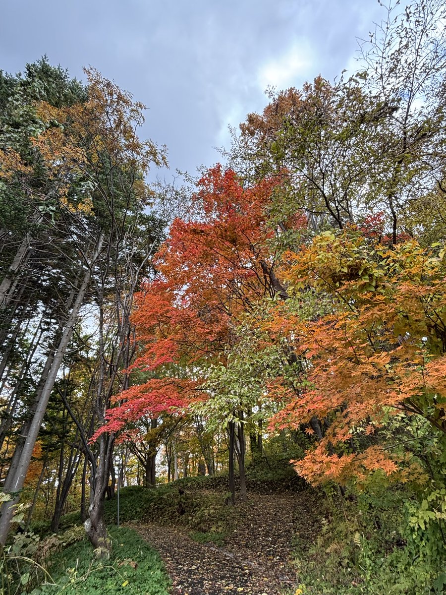 またもや鍼治療に小樽に来てるんだけど、紅葉🍁が綺麗