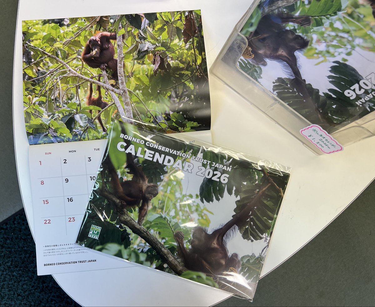 noichizoo_staff's tweet photo. 昨年に引き続き、今年も売店「のいちご」にて、認定NPO法人ボルネオ保全トラスト・ジャパン(BCTJ)のチャリティーカレンダーを販売します♪カメラマンの阿部雄介氏が撮影されたボルネオ島の動植物の写真がとても素敵です📷✨ぜひお買い求めください♪😊
#のいち動物公園 #BCTJ #カレンダー #ボルネオ島 #保全 #表紙はオランウータン