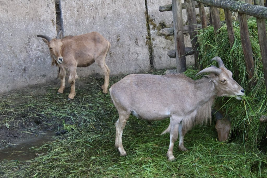 天然ライブロック ビーフカツレツ
