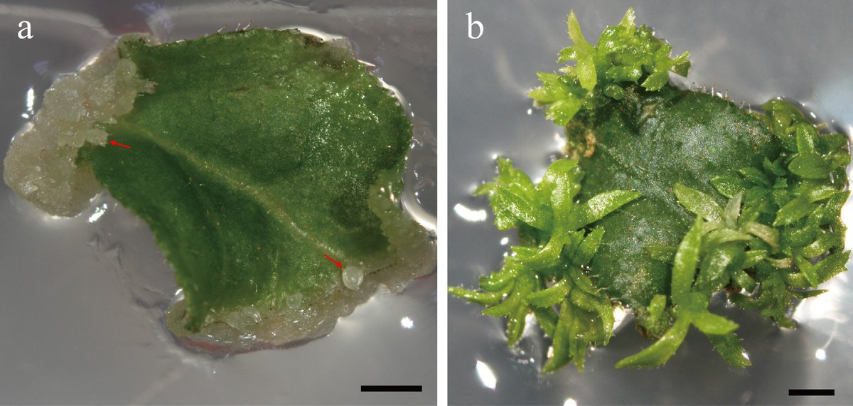 HortiPlant's tweet photo. #TIH
Trifluralin creates stable octoploid blueberries with larger leaves and earlier flowering, advancing polyploid breeding.
@MaximumAcademic @sci_plant zhangxueying@saas.sh.cn #Blueberry #Polyploid
Details: https://t.co/QLWYSLhRNk https://t.co/mgnt4ubhSh