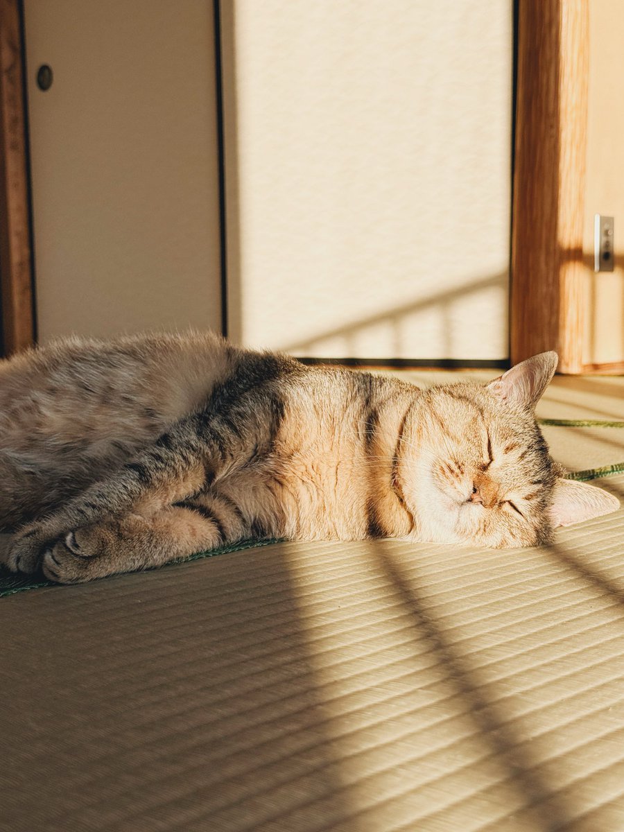 ちびねこページ Amazon.co.jp: ちびねこ絵本 (白泉社文庫 お 1-19) : 大島 弓子