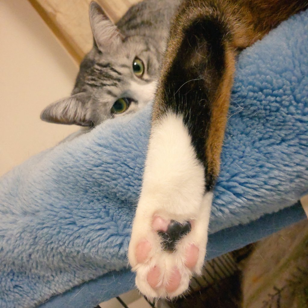 ChloeMoss24's tweet photo. 後ろ足🐾🫘 https://t.co/andCLz4yv2
