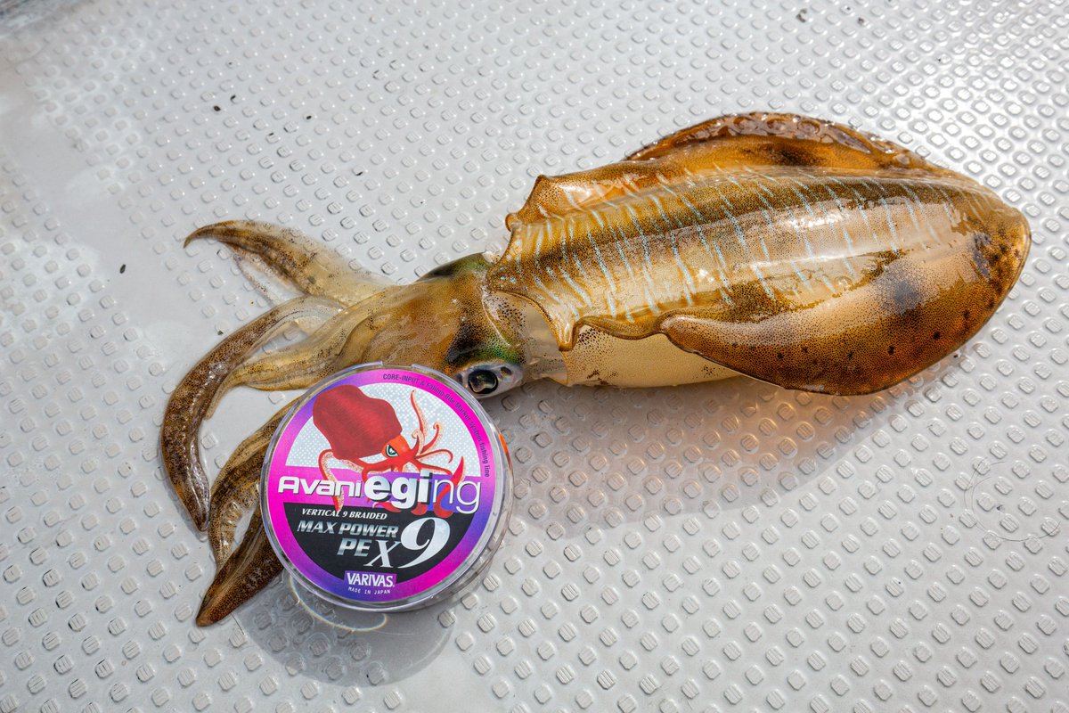 Sea Crawler toto🎣 (@toto_62_rem) / Posts / X