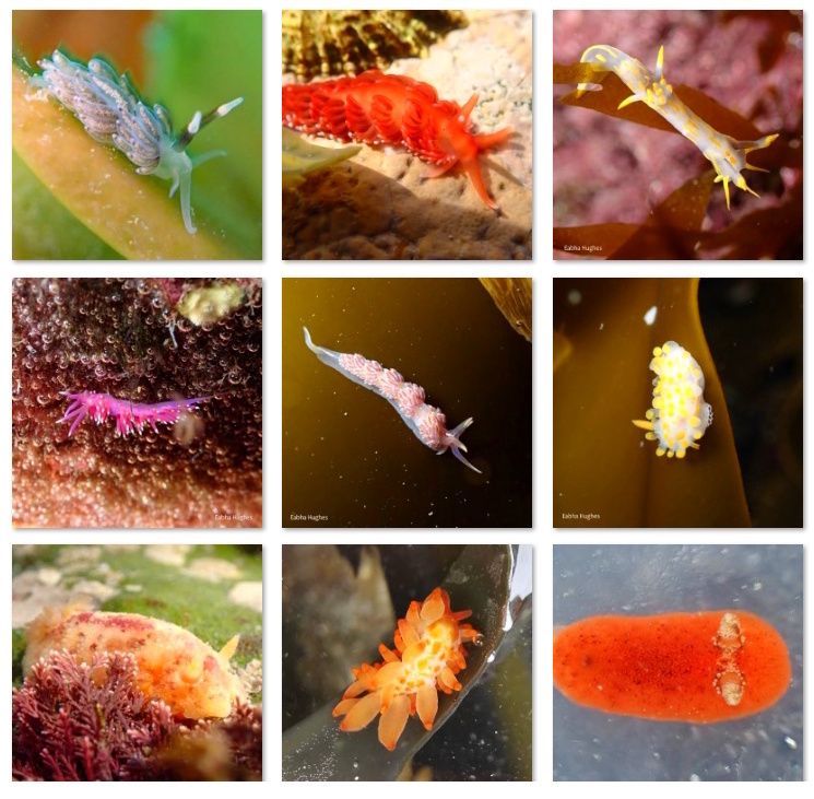 Happy #WorldNudibranchDay! 🌊 Did you know at least **96 species** of these colourful sea slugs have been recorded in Irish waters? Here’s a peek at a just a few of them 👉 exploreyourshore.ie