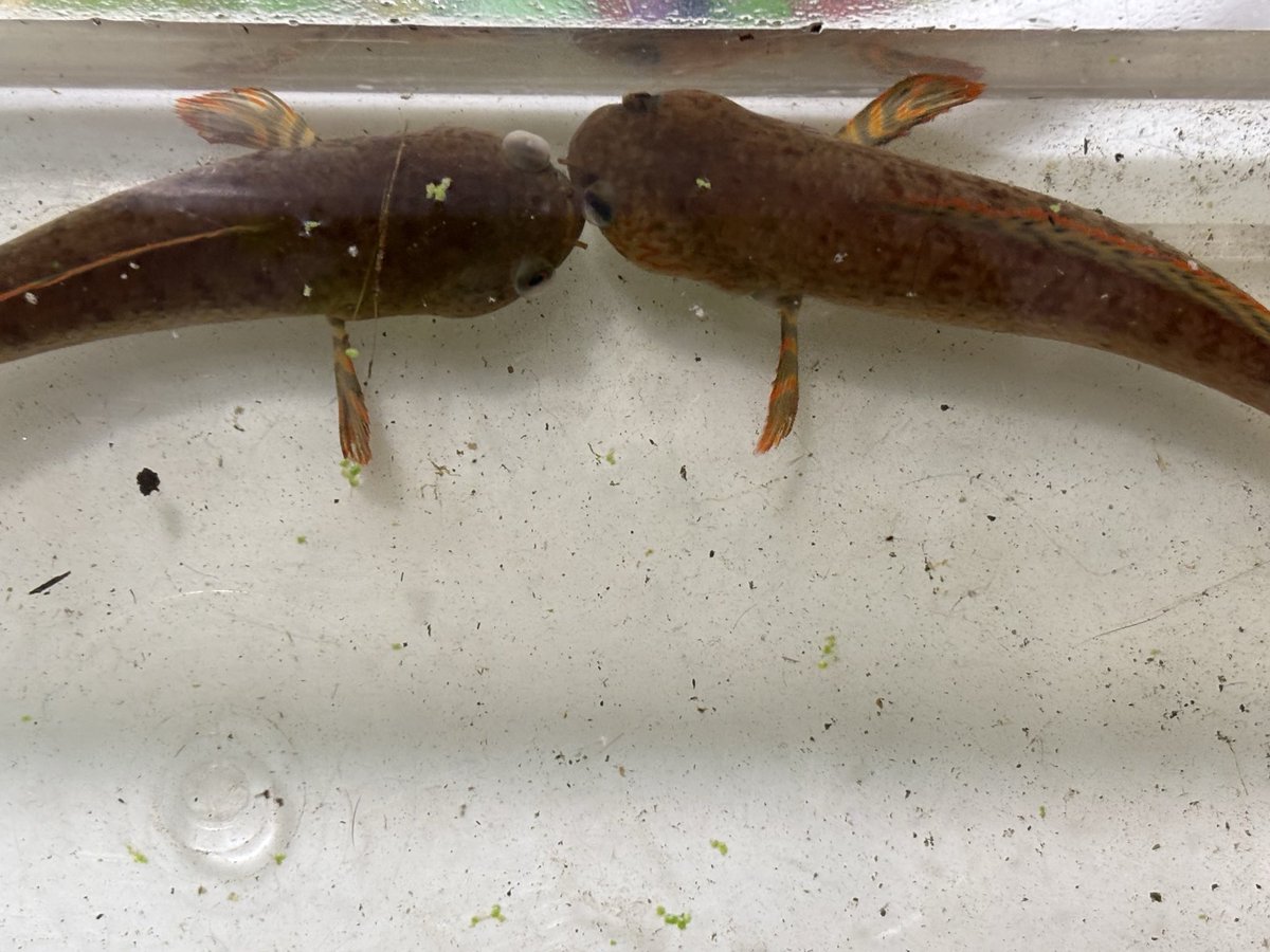 a-aqua (@aqua88257188) / Posts / X