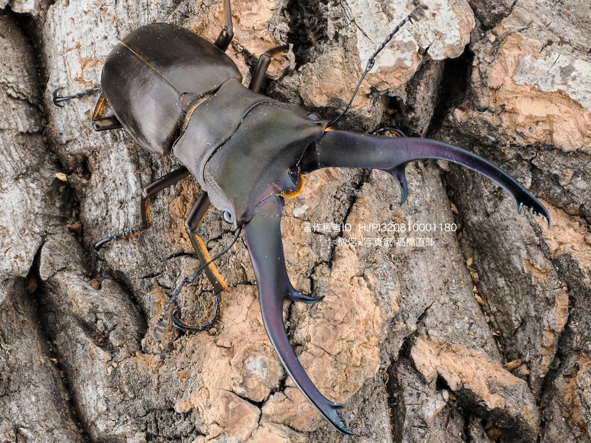 僧侶×写真家 高橋直暉 on X