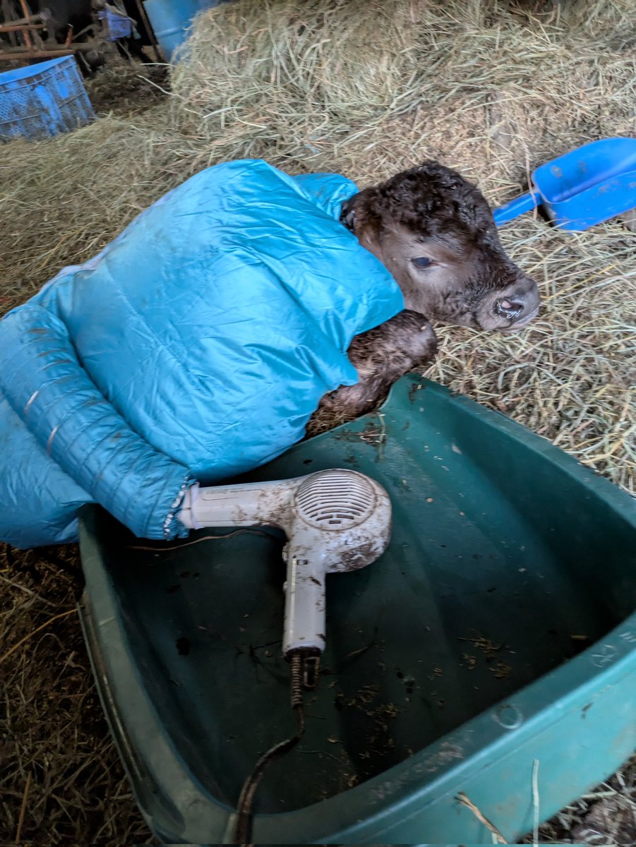 産まれたょ

犬用のドライジャケット!!

いやぁー楽ちん!!