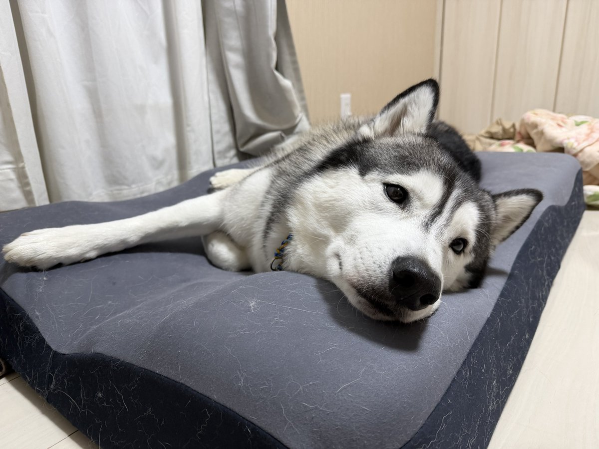 Genie(ジーニー) (@Genie_0213) / Posts / X