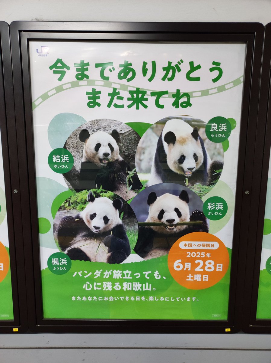 桂 雀喜 (@jacky7_panda) / Posts / X