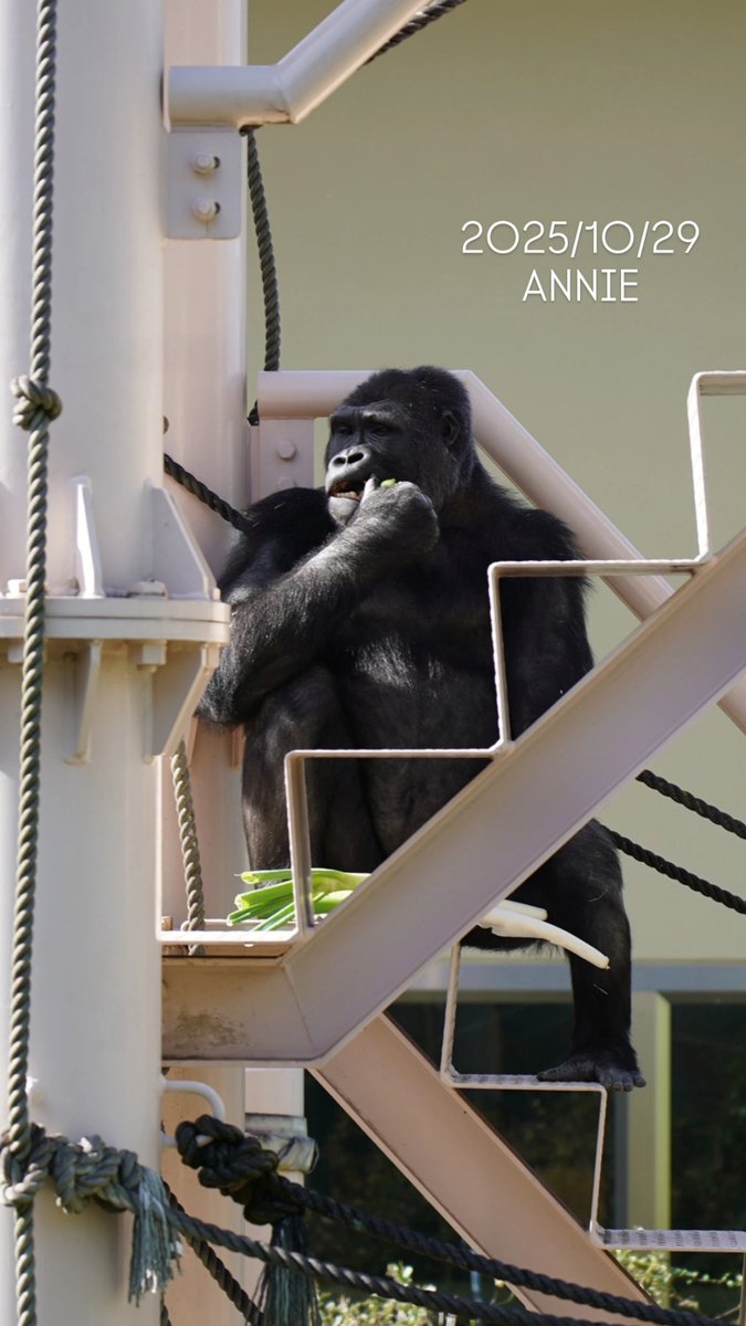 🦍こうくんママ🦍 on X