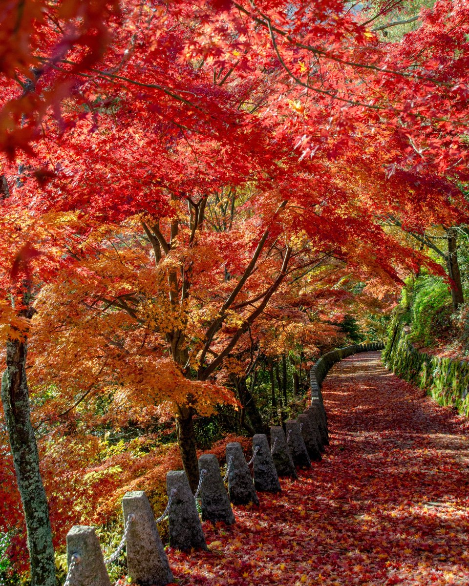 RM466 銘仙 まとめて 5枚　表地綺麗 RM466 銘仙 まとめて 5枚 表地綺麗 2025年最新】Yahoo