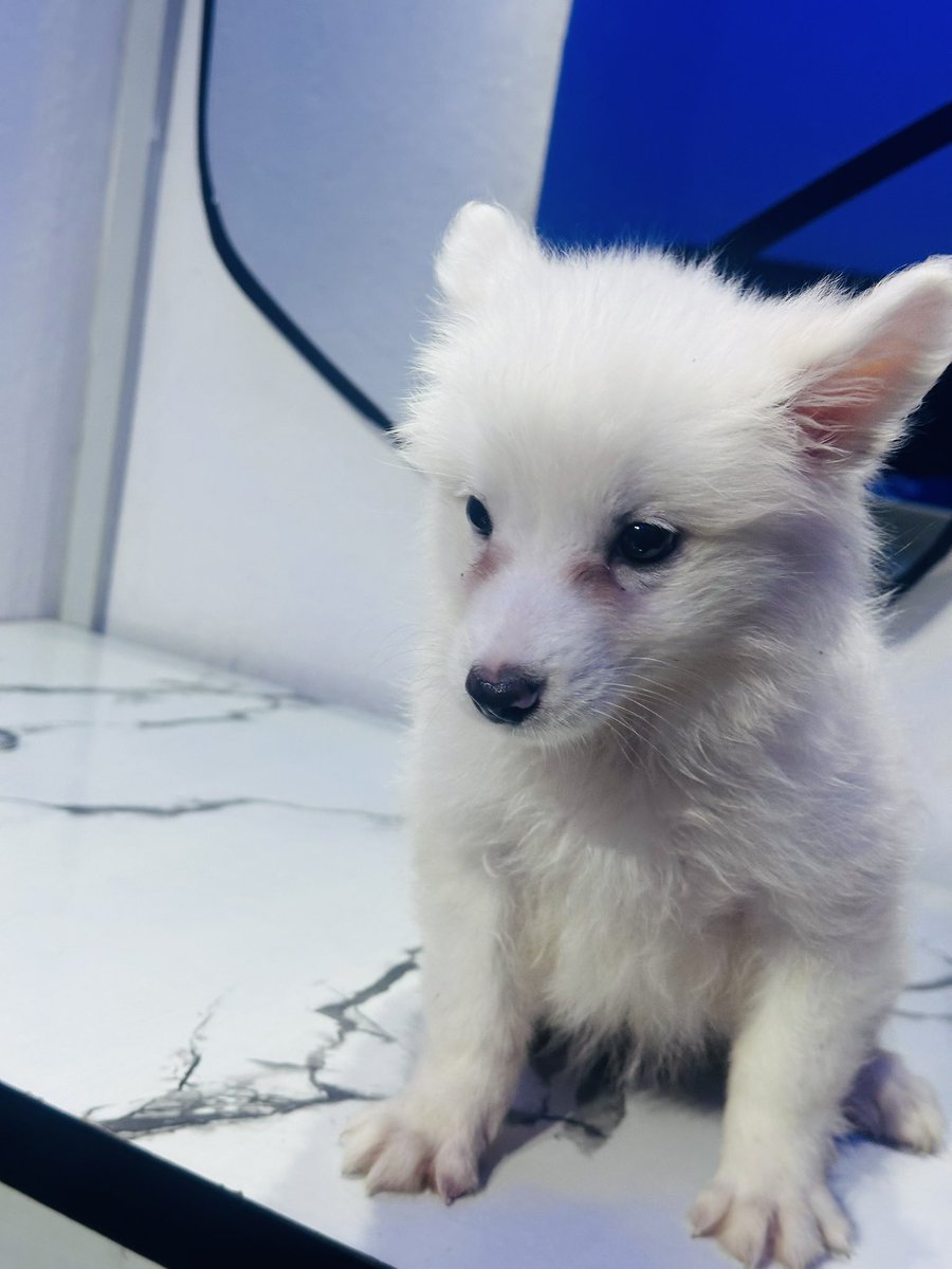 Tomi (@tomiodumade) on Twitter photo 