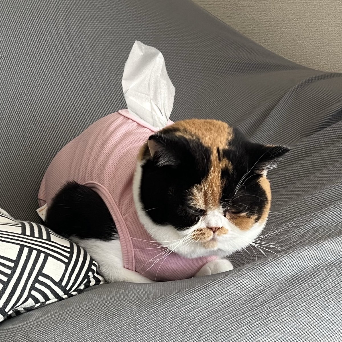 さいまる🐾(°▽°)σ ﾖｼ! (@himawari2727274) / Posts / X