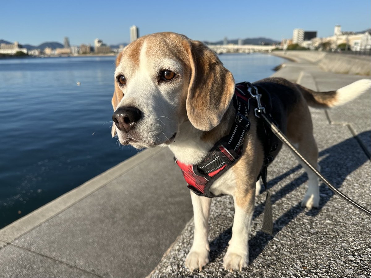 秋晴れのいいお天気☀️.°🐶🐾🐾♫
#ビーグル
#ビーグル小太郎
#beagle
