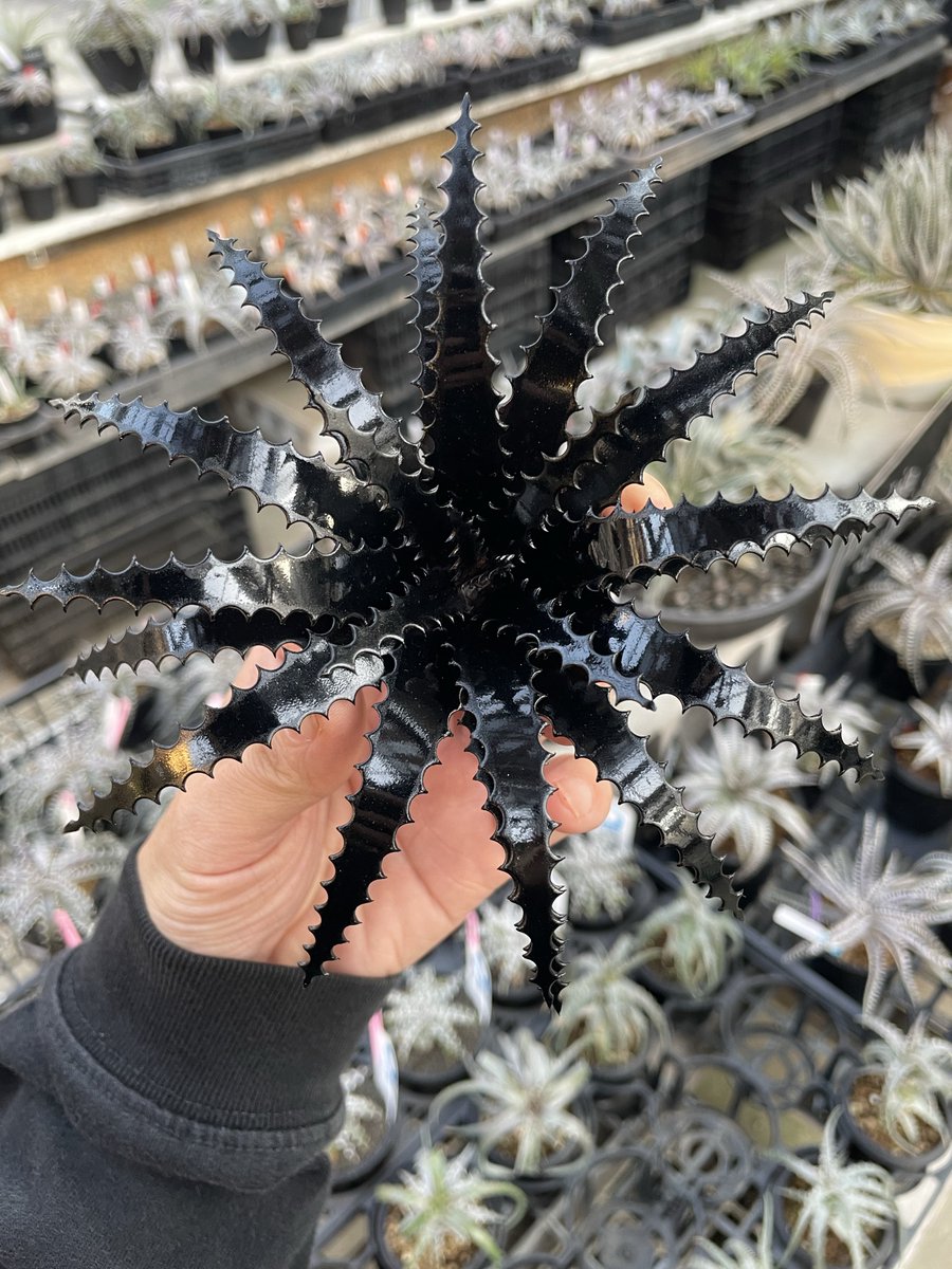 STAFF_take's tweet photo. Metal Dyckia💥
Created by @tamu97lx 

葉もトゲも真っ黒Dyckiaあったらカッコいいですね🐦‍⬛

#ディッキア https://t.co/cAsU7cHGcZ