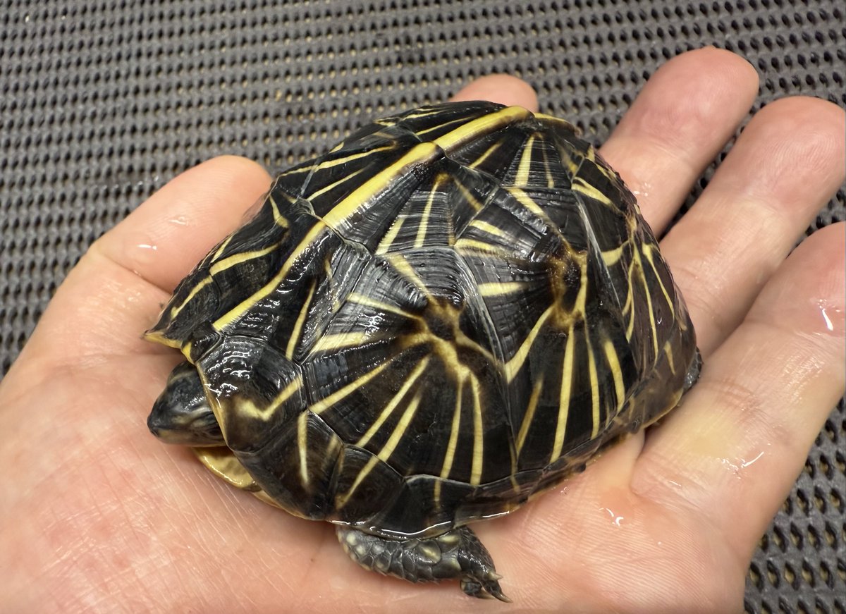 ヤサールページ Amazon.co.jp: ワイヤーブラシ 15個セット 研磨ホイール 電動