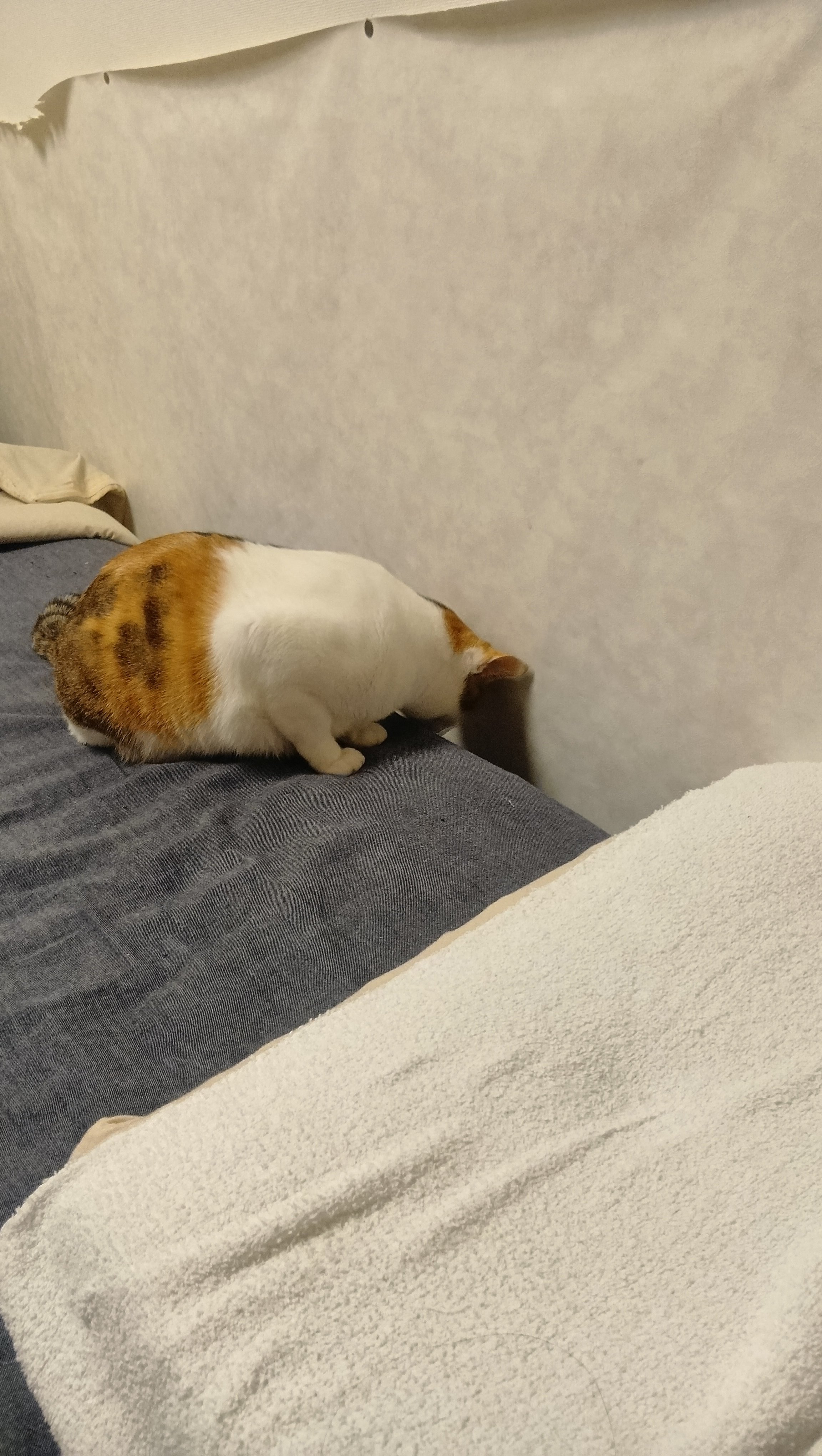 くろまめくん - Search / X