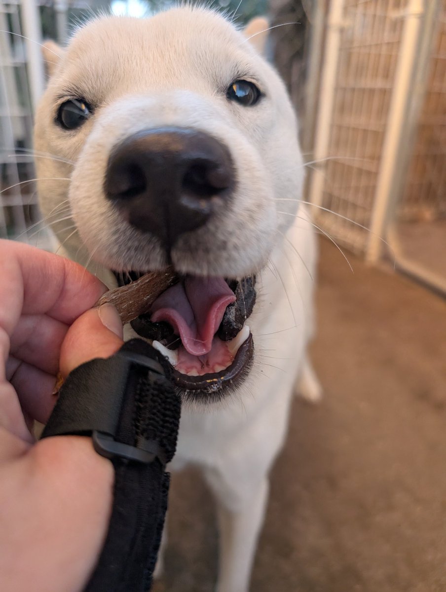 北海道犬 みっちゃん on X