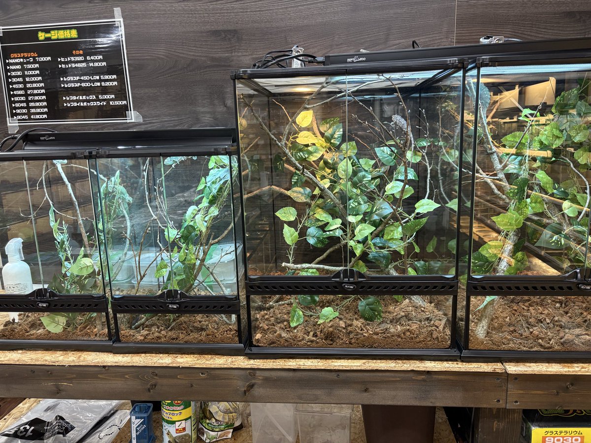 ヒ*ロ様 ☘️ スペシャルイベント☘️ラスト2☘️371 ❤️超希少【カメレオン カメレオン