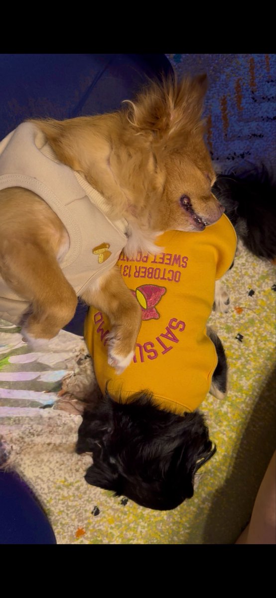 まだ週半ば_(:3｣ ∠ )_
そろそろ仕事終わるっ‼️
はぁ愛しい我が子たちに早く会いたいわぁ
🐶🐕‍🦺