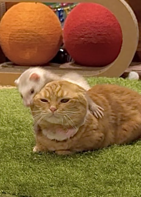 友子ちゃんとお兄ちゃん🌿ねこ&フェレット 😻🐻 (@2oniTomo) / Posts / X