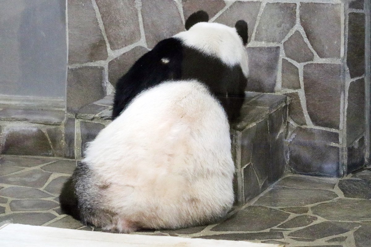 大抵のことは、どっしりかまえていればいいのよ」🐼✨️ #水曜日の