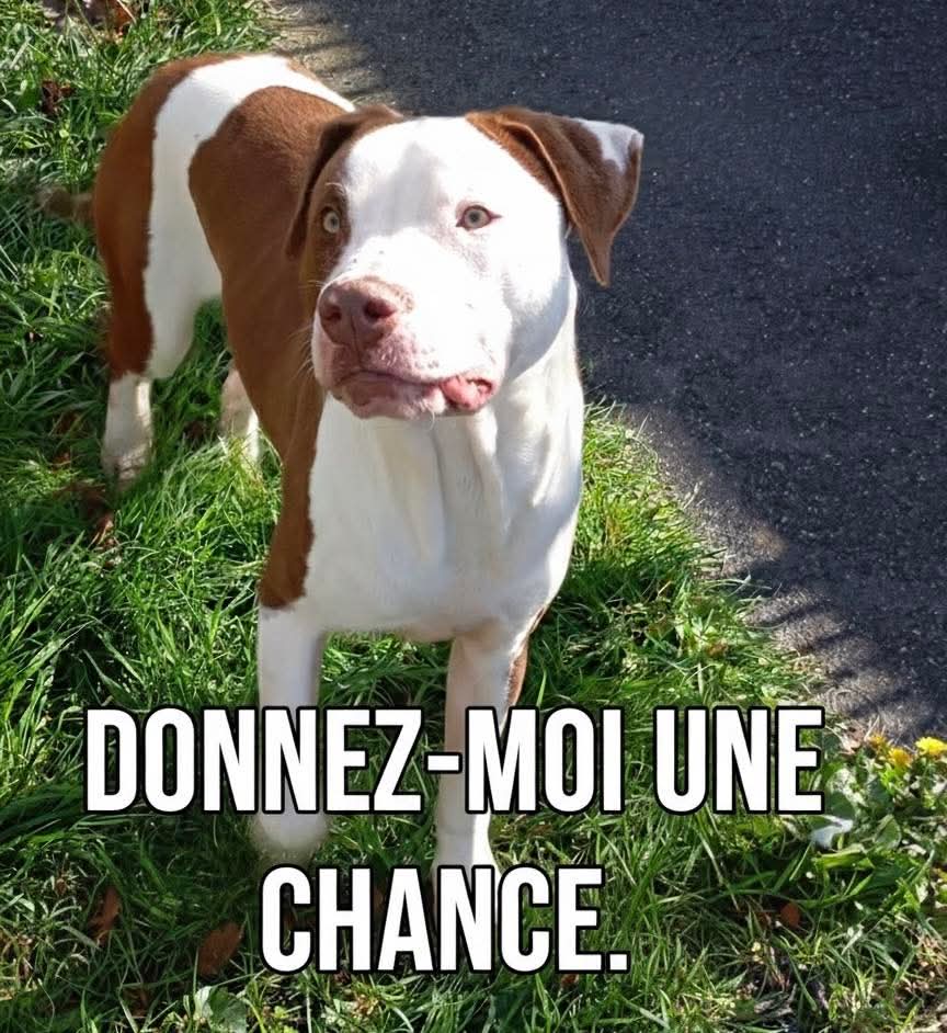 20320Vero's tweet image. SOS Euthanasie ⚠️🚨 Fourrière île de France ⚠️🚨🚨 Recherche famille d&apos;accueil en vu d&apos;adoption pour le magnifique Flint 🚨 Asso PR76 2.0 Merci de partager en masse 🚨facebook.com/share/p/1BLpHF…