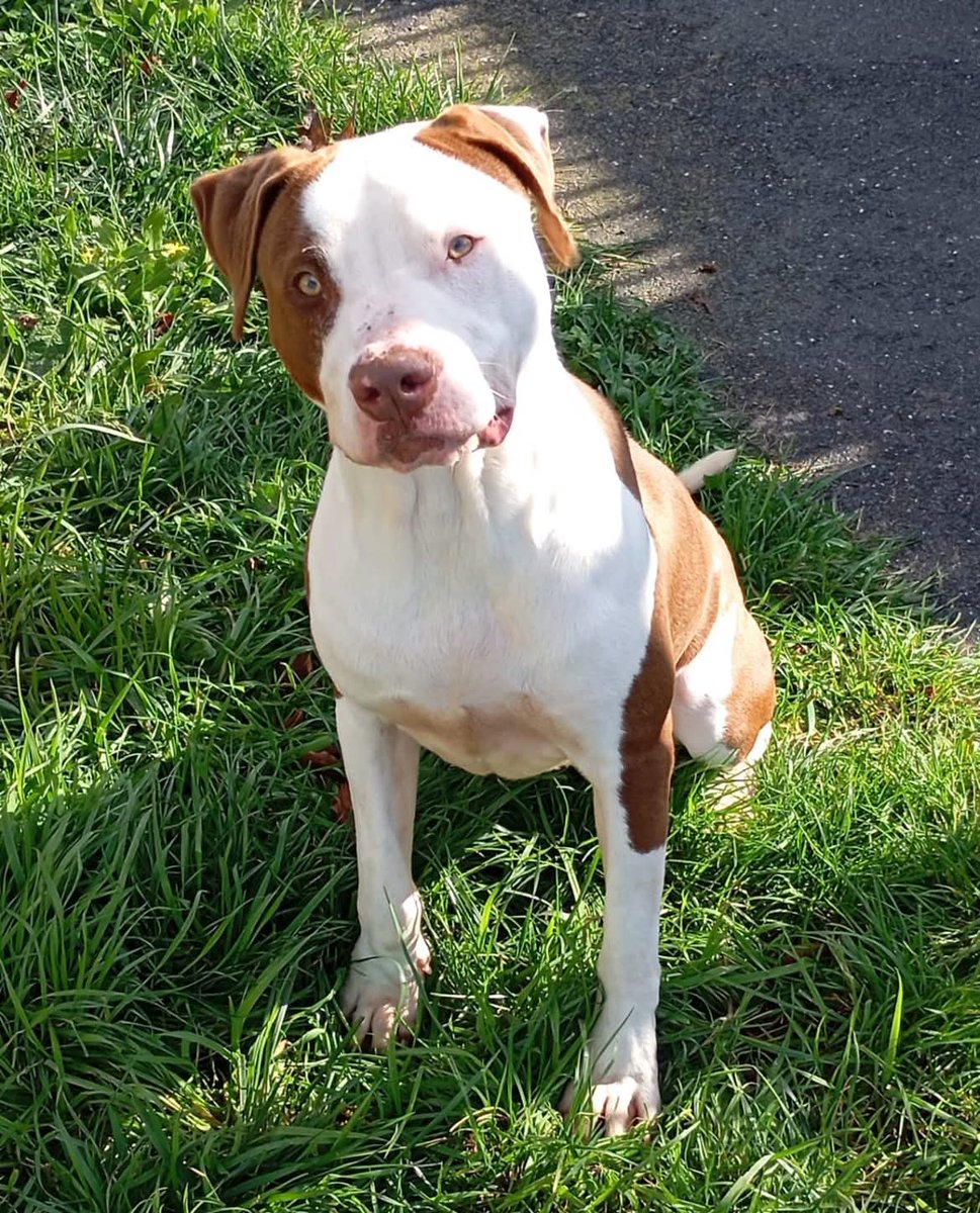 20320Vero's tweet image. SOS Euthanasie ⚠️🚨 Fourrière île de France ⚠️🚨🚨 Recherche famille d&apos;accueil en vu d&apos;adoption pour le magnifique Flint 🚨 Asso PR76 2.0 Merci de partager en masse 🚨facebook.com/share/p/1BLpHF…