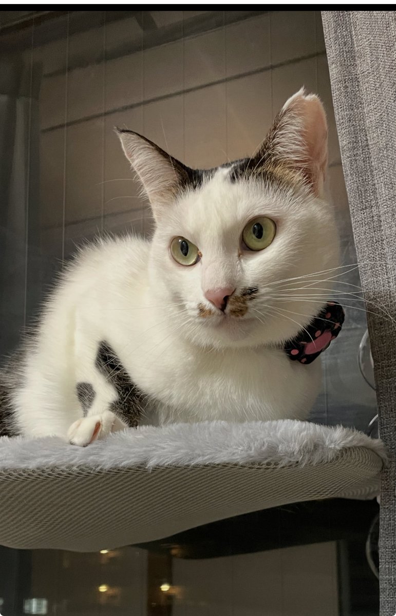 姫たんから
こんばんﾆｬ🌃

今日はお家の中は日差しが入って☀️
ﾎﾟｶﾎﾟｶ日向ぼっことお昼寝日和だったﾆｬ♪
お外はちょっと肌寒かったみたいﾆｬ…💦

⋆｡°✩.𖥔 ݁ ˖ ⋆｡°✩.𖥔 ݁ ˖ ⋆｡°✩.𖥔 ݁ ˖ ⋆｡°✩.𖥔 ݁ ˖

#保護猫
#ねこかわいいね
#猫好きんと繋がりたい
#ベンガルmix
#キジサバシロ