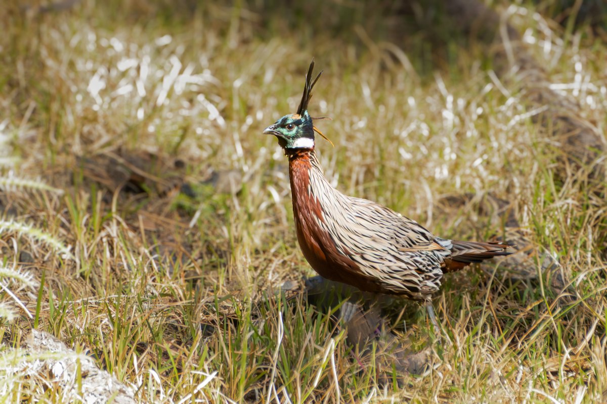 rahul_rajguru's tweet image. Koklas Pheasant