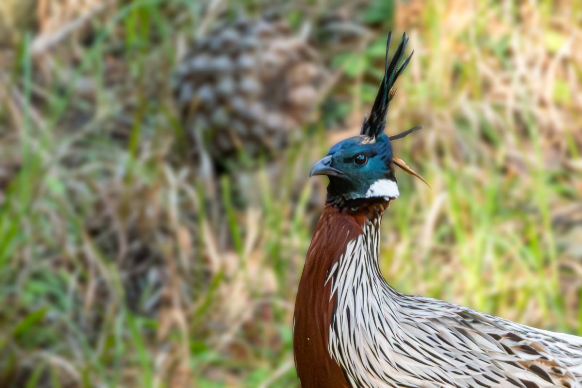 rahul_rajguru's tweet image. Koklas Pheasant