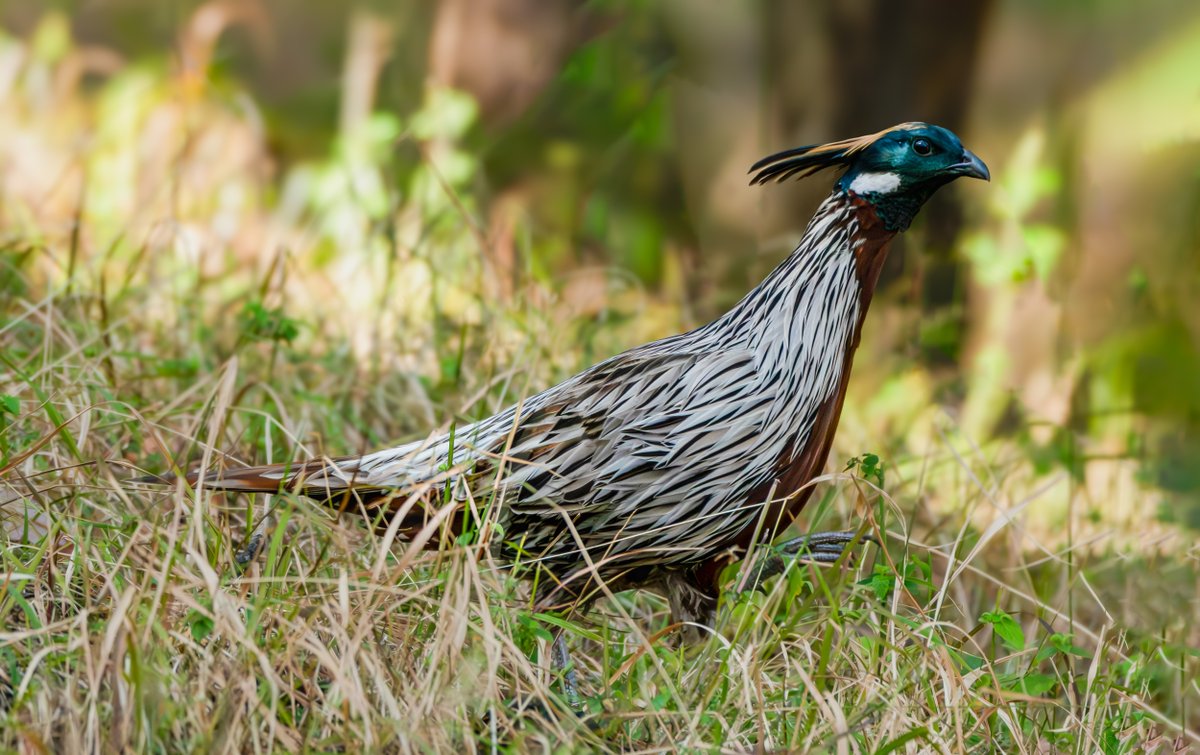 rahul_rajguru's tweet image. Koklas Pheasant