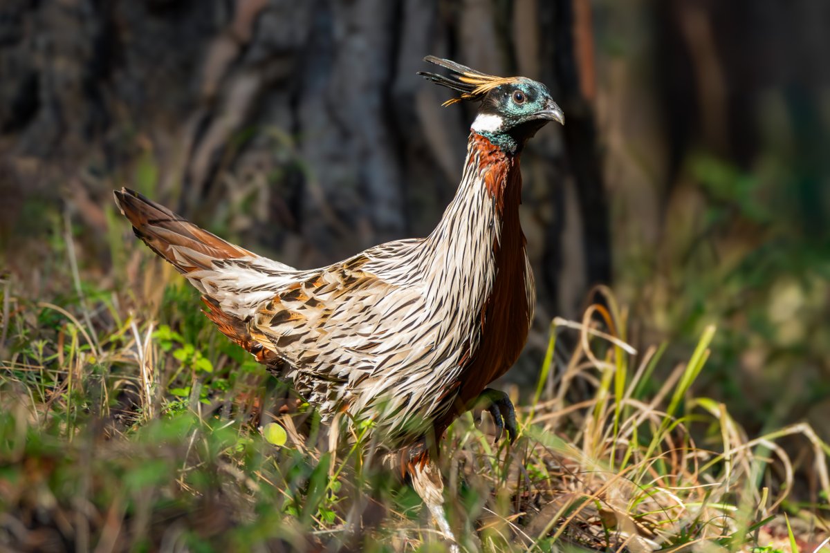 rahul_rajguru's tweet image. Koklas Pheasant