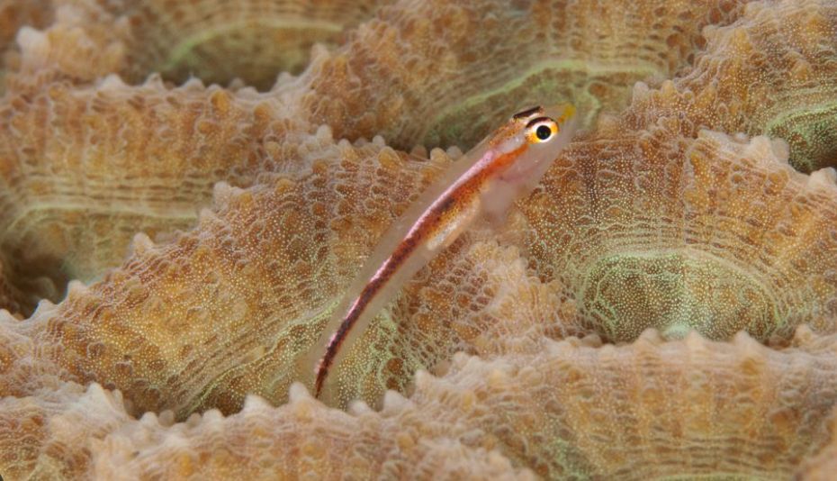 PHD OPPORTUNITY: Comparing cryptobenthic fishes: from cool climates to coral reefs (University of Southampton, UK)

This project will compare communities of small ‘cryptobenthic’ fishes (camouflaged fishes, &lt;5cm long) across latitudinal gradients, from temperate to tropical reef