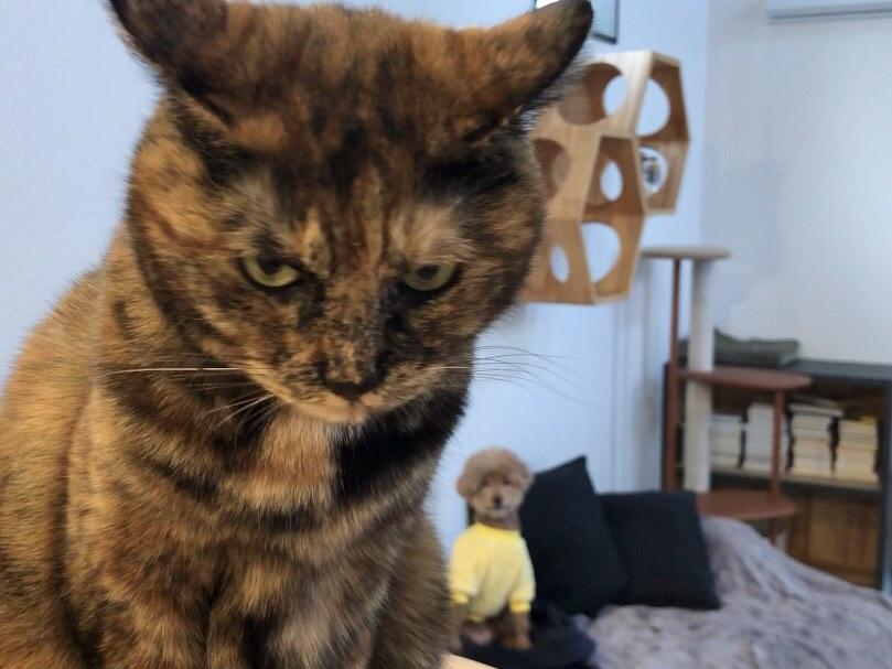 サビ猫三姉妹 (@matsugorookoku) / Posts / X