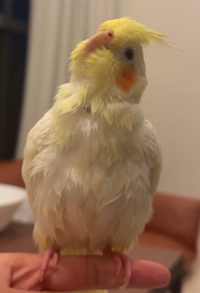 白いオカメインコ探してます (@kammoka963) / Posts / X