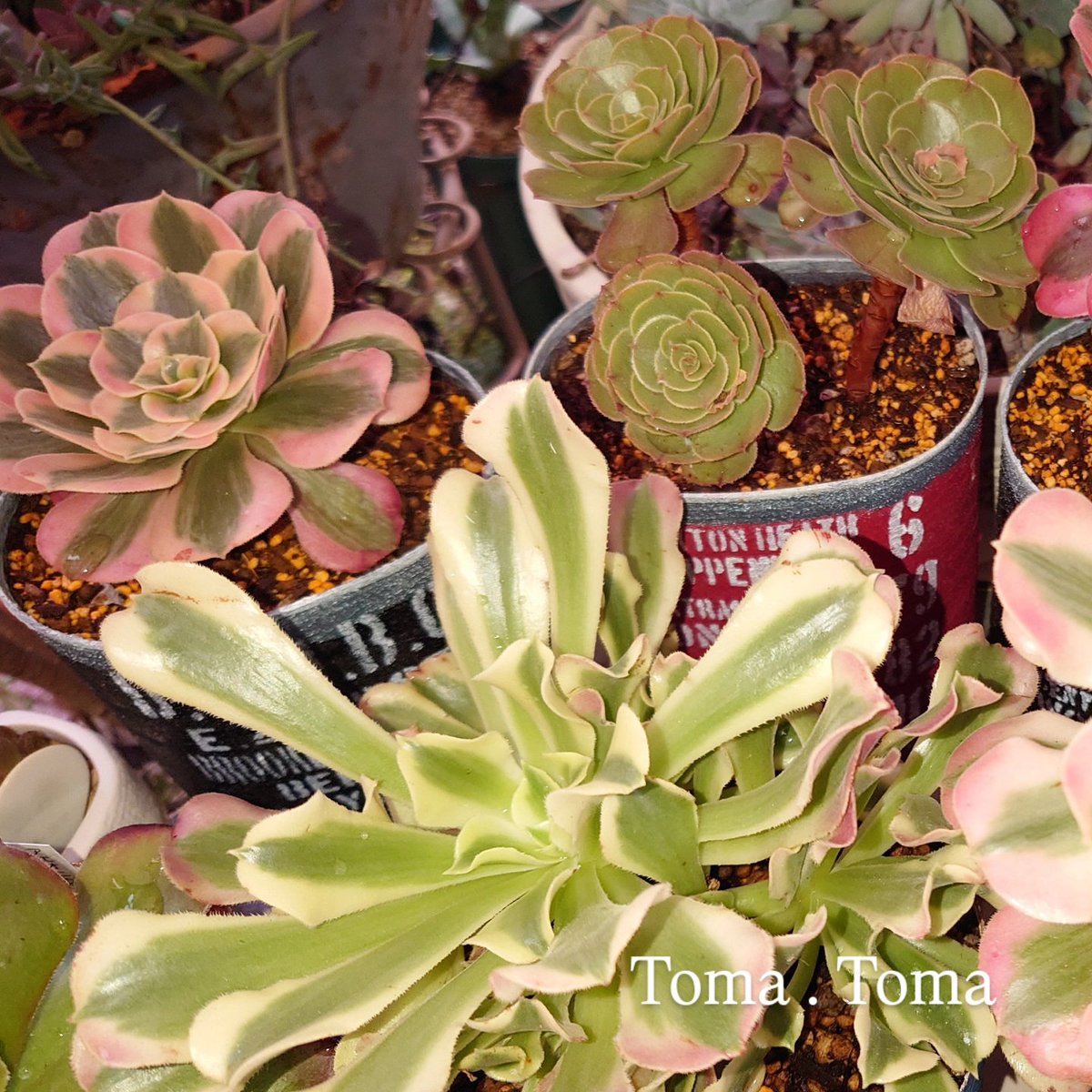 メアリーアンクンケル 多肉植物 アエオニウム メアリーアンクンケル 多肉植物 アエオニウム メアリーアンクンケル