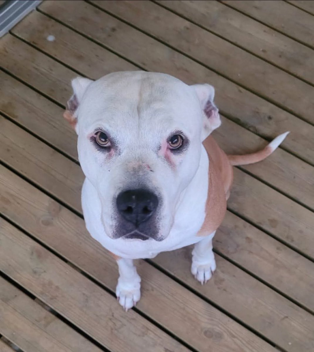 20320Vero's tweet image. SOS famille d&apos;accueil en Ile de France même temporaire pour la magnifique Athéna actuellement dans le 92⚠️⚠️⚠️ Sauvée de la fourrière, elle retournera en box si pas de solution 💔😥 Délai : 31 octobre 🙏🚨⚠️🚨⚠️Asso Tilka 
facebook.com/share/p/17VWMc…