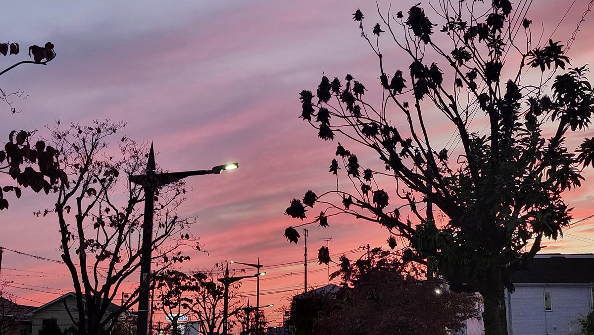 紫苑ページ 紫苑@取引垢(プロカ必読) on X