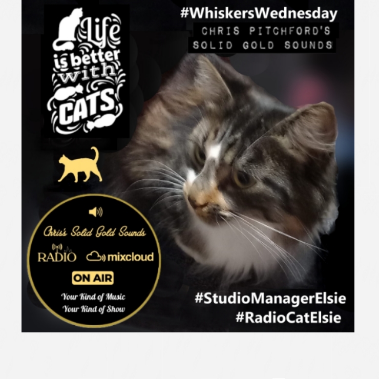solidgold247's tweet photo. A very happy #WhiskersWedneday from #StudioManagerElsie 😸 😻  ♥ 🐈 https://t.co/tqkpFk5JKO