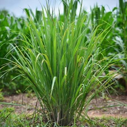 Treat that Hemorrhoid with this Home remedy ☘️☘️☘️💪🏻💪🏻💪🏻

Using Lemon Grass ( Cymbopogon cytratus) to cure hemorrhoids 👇🏻👇🏻👇🏻

Make sure you follow, like And repost 🫵🏻🫵🏻🫵🏻

Uproot the plant and cut the root, dry and turn to powder🪴🪴🪴

Use half teaspoon with warm water like tea