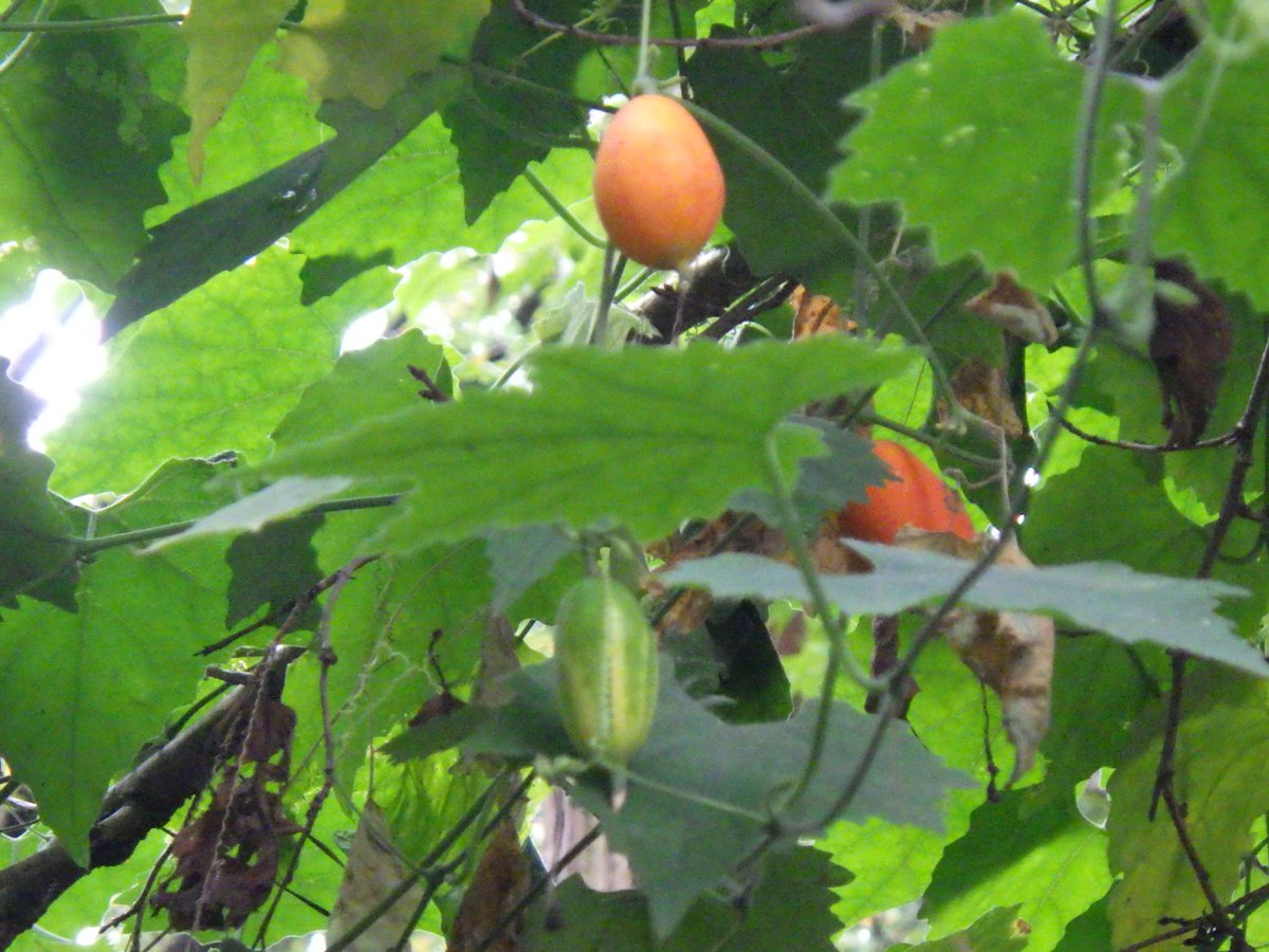 園内各所でカラスウリの実が色づいてきています。
今はまだ緑～オレンジですが、童謡に「まっかだな　まっかだな　カラスウリがまっかだな」と歌われるように、これからもっと赤くなりそうです。
美味しそうですが、ものすごく苦いらしいので食べないようにご注意くださいね。